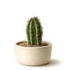 Cactus Category