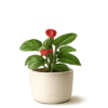 Flowering Category