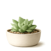 Succulents Category