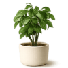 Trees Category