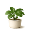 Tropical Category